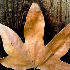 Meet your Posher, Gabrielle